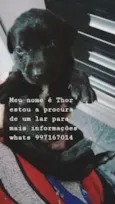 Thor