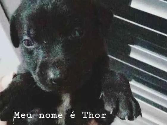 Cachorro ra a Capa preta com vira lata idade Abaixo de 2 meses nome Thor