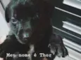 Thor
