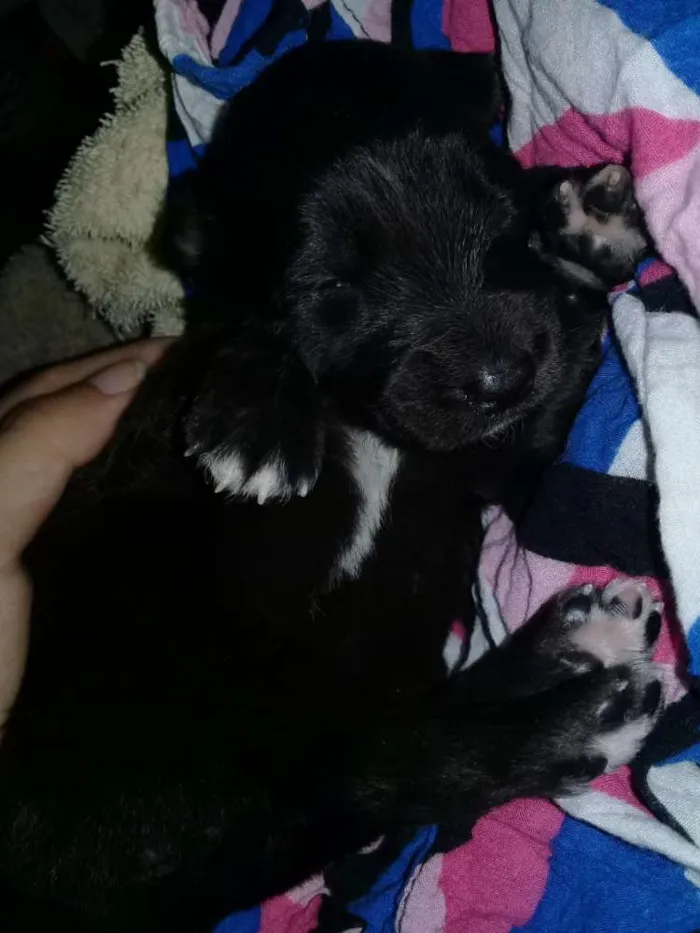 Cachorro ra a Capa preta com vira lata idade Abaixo de 2 meses nome Thor