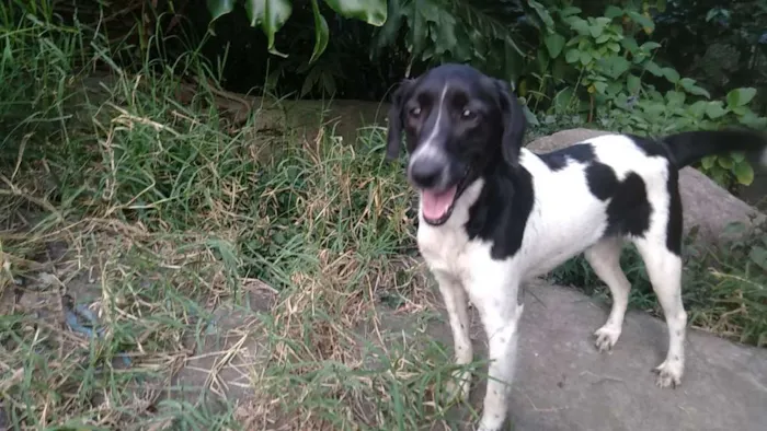 Cachorro ra a SRD idade 3 anos nome Tauane