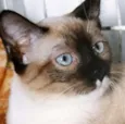 ANÉSIA MIX