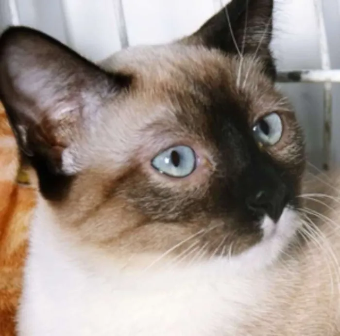Gato ra a SRD idade 2 a 6 meses nome ANÉSIA MIX