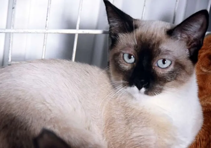 Gato ra a SRD idade 2 a 6 meses nome ANÉSIA MIX