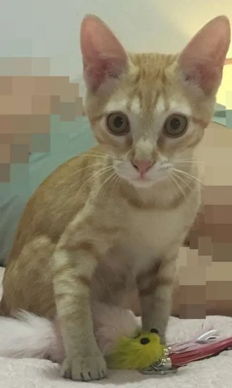 Gato ra a SRD idade 2 a 6 meses nome MIMO LARANJA