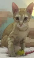 MIMO LARANJA