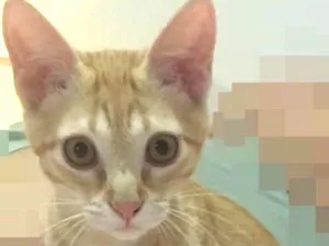 Gato raça SRD idade 2 a 6 meses nome MIMO LARANJA