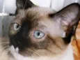 ANÉSIA MIX
