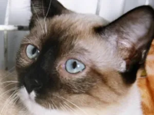 Gato raça SRD idade 2 a 6 meses nome ANÉSIA MIX