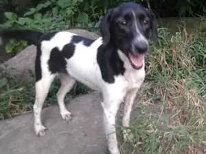 Cachorro raça SRD idade 3 anos nome Tauane