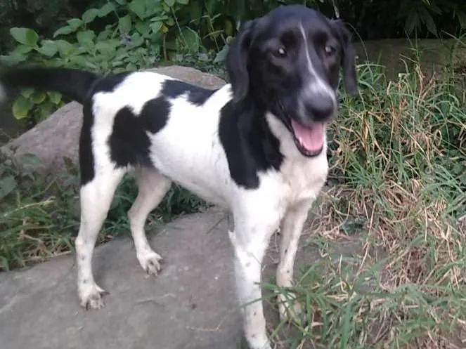 Cachorro ra a SRD idade 3 anos nome Tauane
