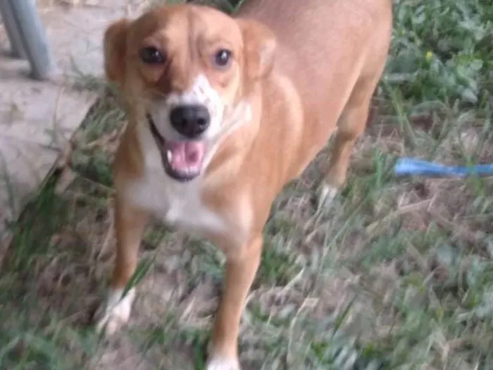 Cachorro ra a SRD idade 3 anos nome Dakota