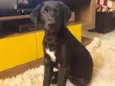 Duke 