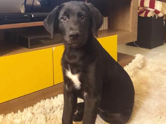 Cachorro ra a labrador  idade 7 a 11 meses nome Duke 