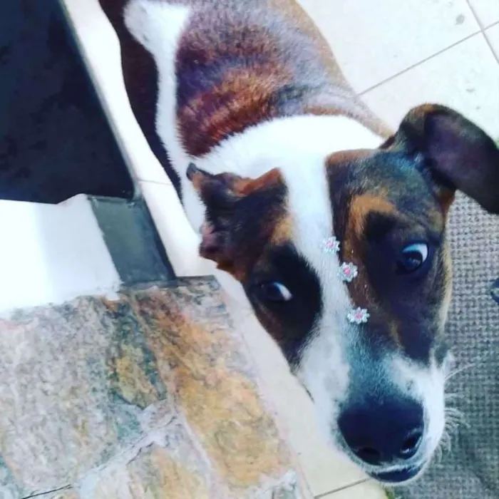 Cachorro ra a Sem raça definida idade 1 ano nome Menina