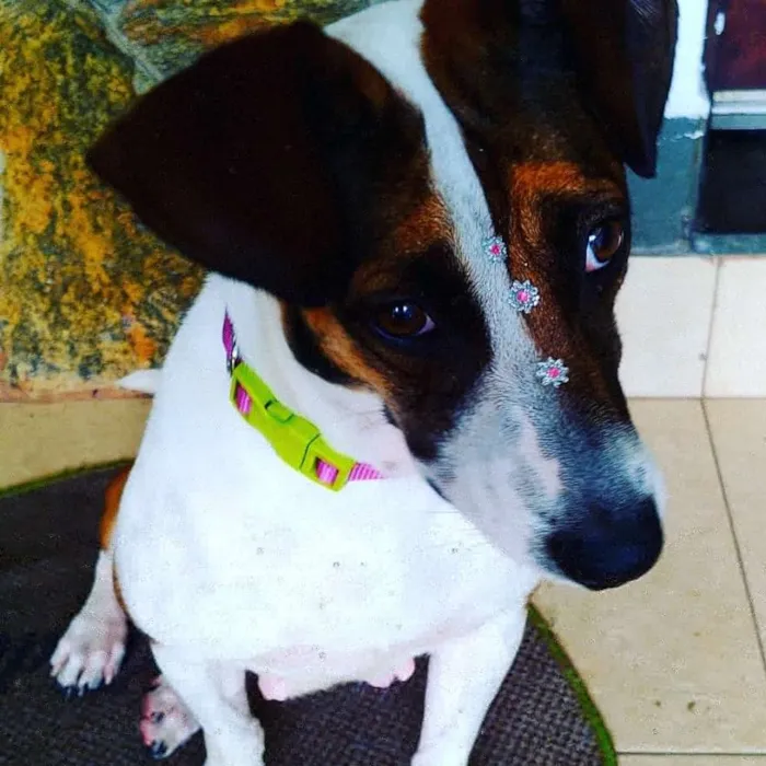 Cachorro ra a Sem raça definida idade 1 ano nome Menina