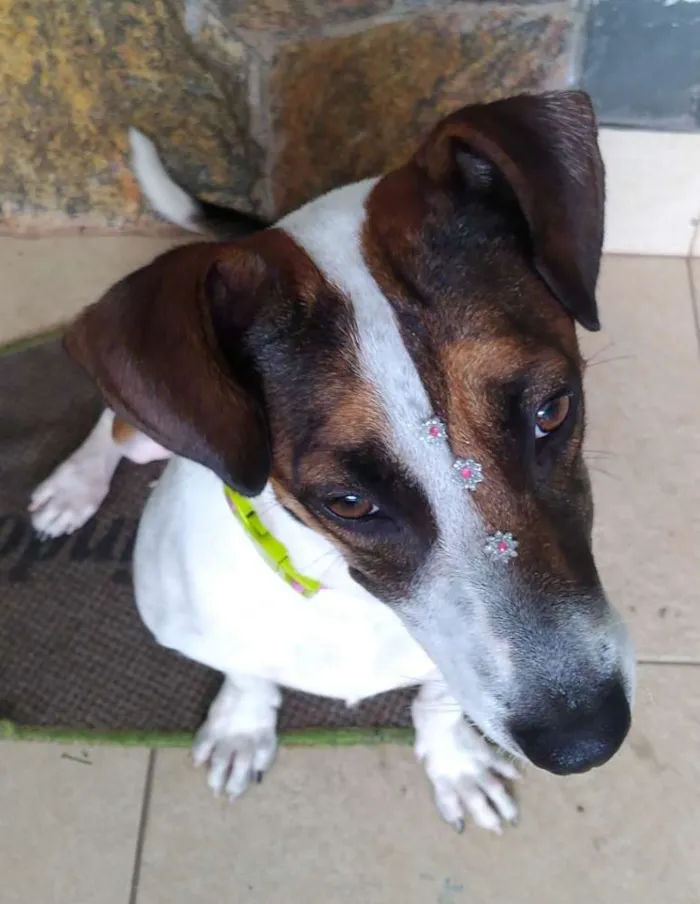 Cachorro ra a Sem raça definida idade 1 ano nome Menina