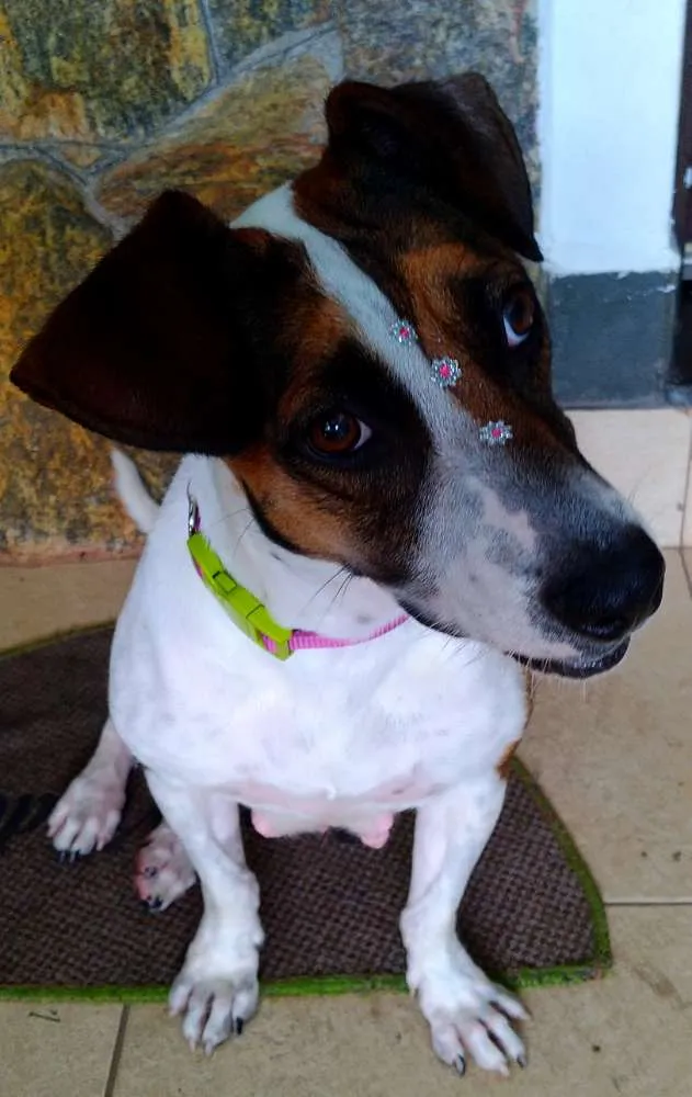 Cachorro ra a Sem raça definida idade 1 ano nome Menina