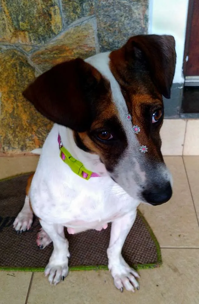 Cachorro ra a Sem raça definida idade 1 ano nome Menina