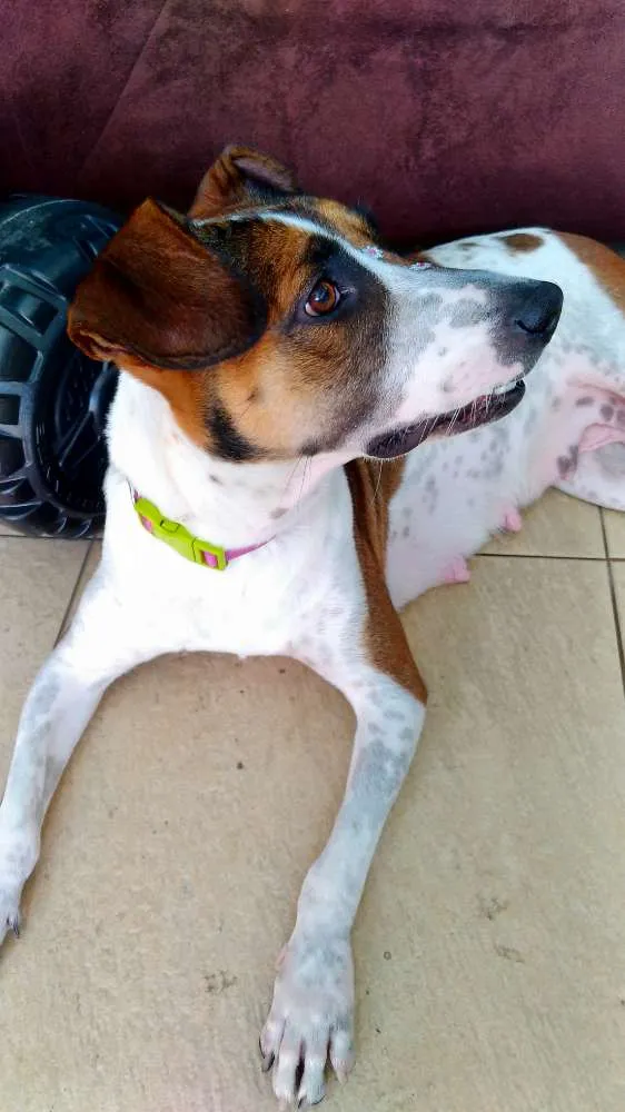 Cachorro ra a Sem raça definida idade 1 ano nome Menina
