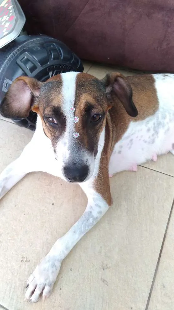 Cachorro ra a Sem raça definida idade 1 ano nome Menina