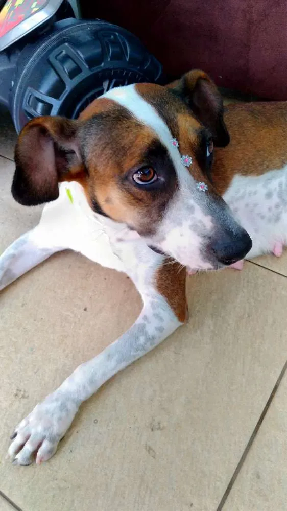 Cachorro ra a Sem raça definida idade 1 ano nome Menina