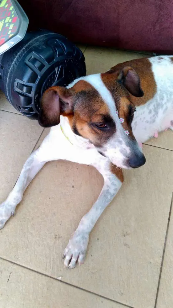 Cachorro ra a Sem raça definida idade 1 ano nome Menina