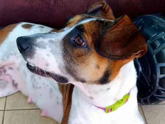 Cachorro ra a Sem raça definida idade 1 ano nome Menina