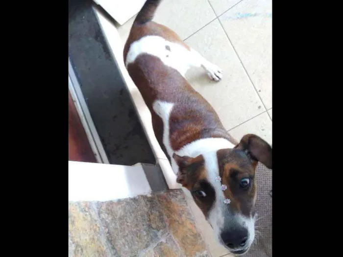 Cachorro ra a Sem raça definida idade 1 ano nome Menina