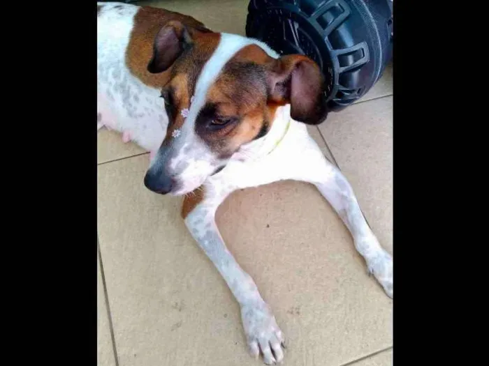 Cachorro ra a Sem raça definida idade 1 ano nome Menina