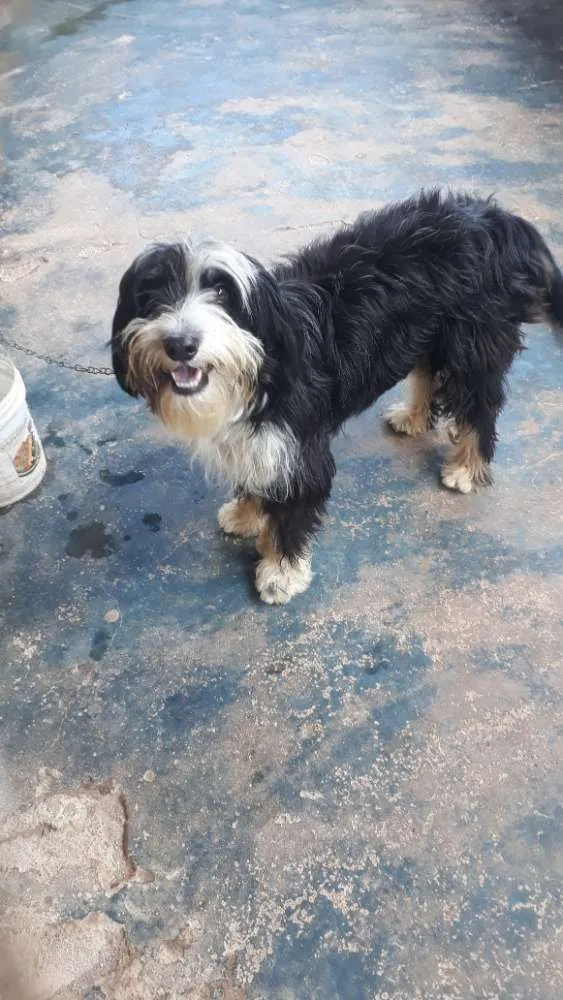 Cachorro ra a Poodle idade 2 anos nome Marley