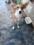 Lupi