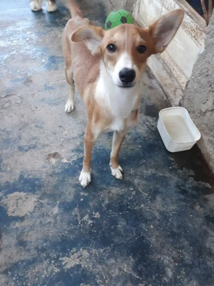 Cachorro ra a Mestiça  idade 2 a 6 meses nome Lupi