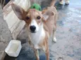 Lupi