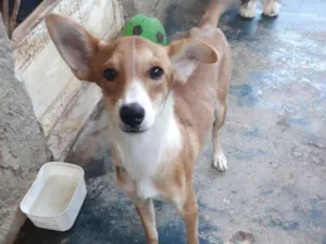 Cachorro raça Mestiça  idade 2 a 6 meses nome Lupi