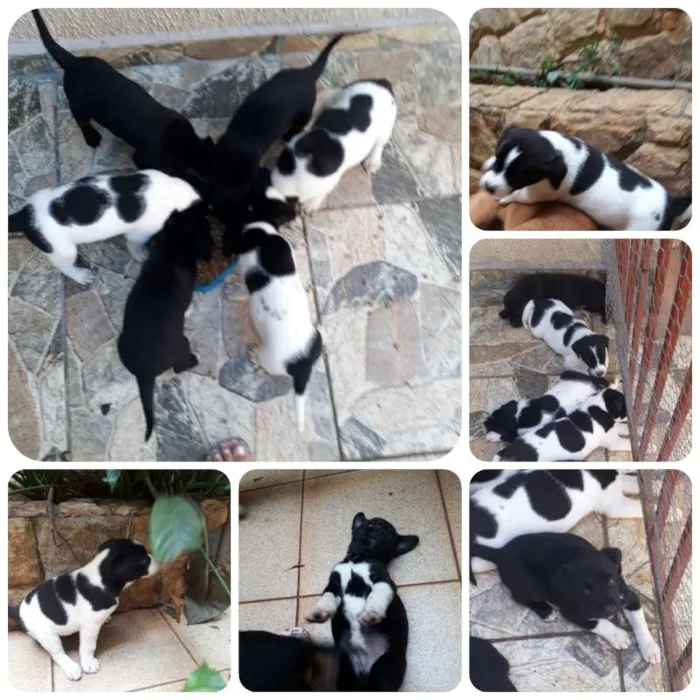 Cachorro ra a Labrador com Border Collie idade Abaixo de 2 meses nome Filhotes
