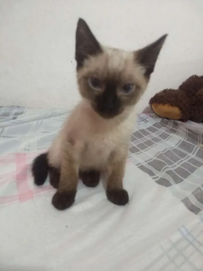 Gato ra a Siamês com SRD idade 2 a 6 meses nome Pikachu