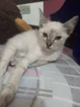 Pipoquinha