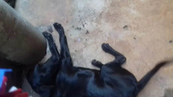 Cachorro raça Vira-lata idade 7 a 11 meses nome Não sei