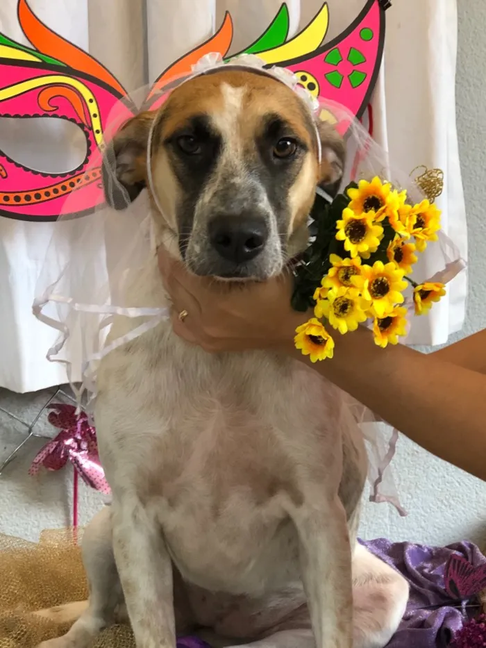Cachorro ra a SRD idade 2 anos nome Carol