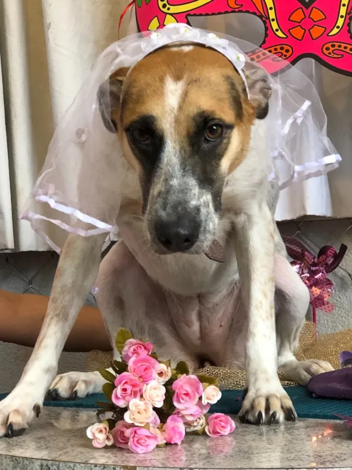 Cachorro ra a SRD idade 2 anos nome Carol