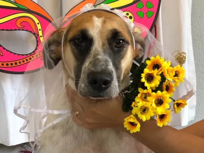 Cachorro ra a SRD idade 2 anos nome Carol