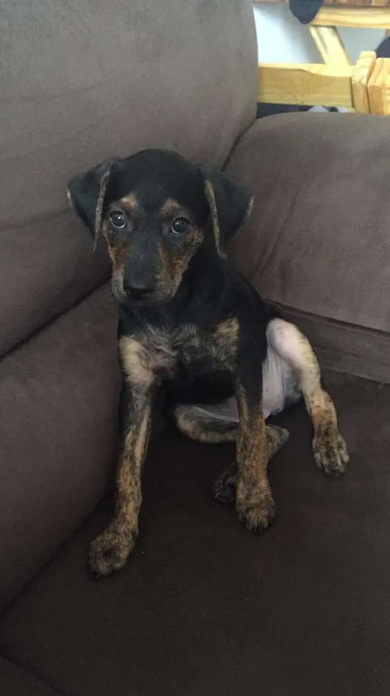 Cachorro ra a Vira lata idade 2 a 6 meses nome Camilinha, isabela