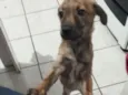 Camilinha, isabela