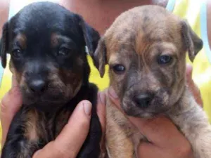 Cachorro raça Vira lata idade 2 a 6 meses nome Camilinha, isabela