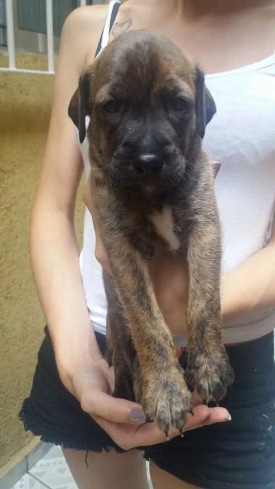 Cachorro ra a Vira lata idade 2 a 6 meses nome Feijão, Chefão