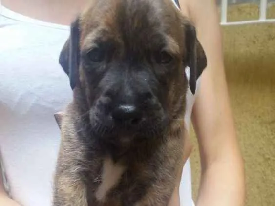 Cachorro ra a Vira lata idade 2 a 6 meses nome Feijão, Chefão