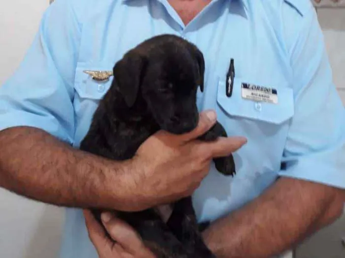 Cachorro ra a Vira lata idade 2 a 6 meses nome Feijão, Chefão