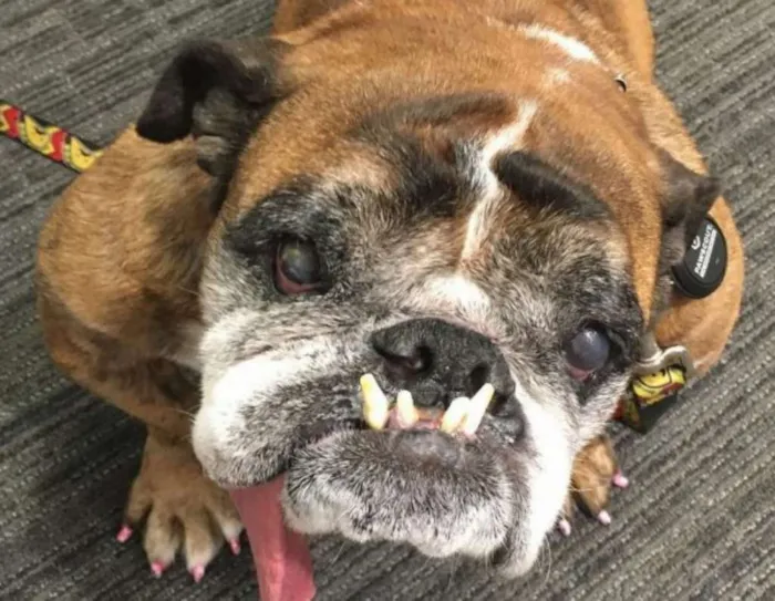 Cachorro ra a Bulldog idade 2 a 6 meses nome Dog