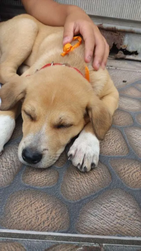 Cachorro ra a Vira lata idade 2 a 6 meses nome Não tem 